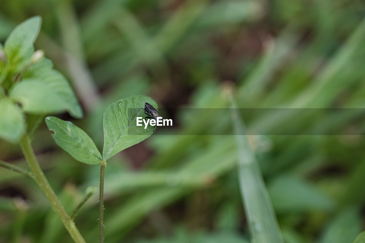 CLOSE-UP OF INSECT ON PLANT