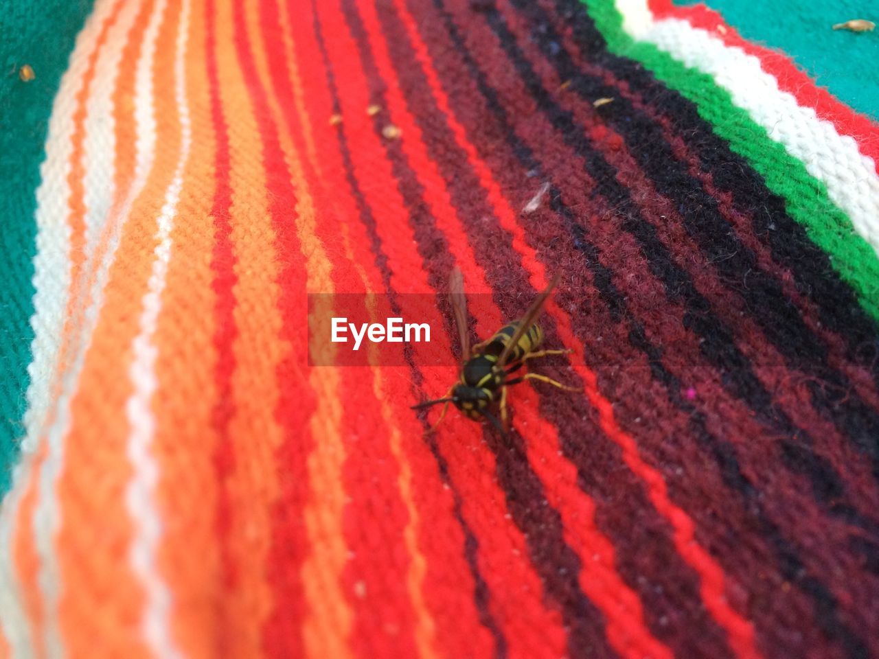 Close-up of insect on carpet