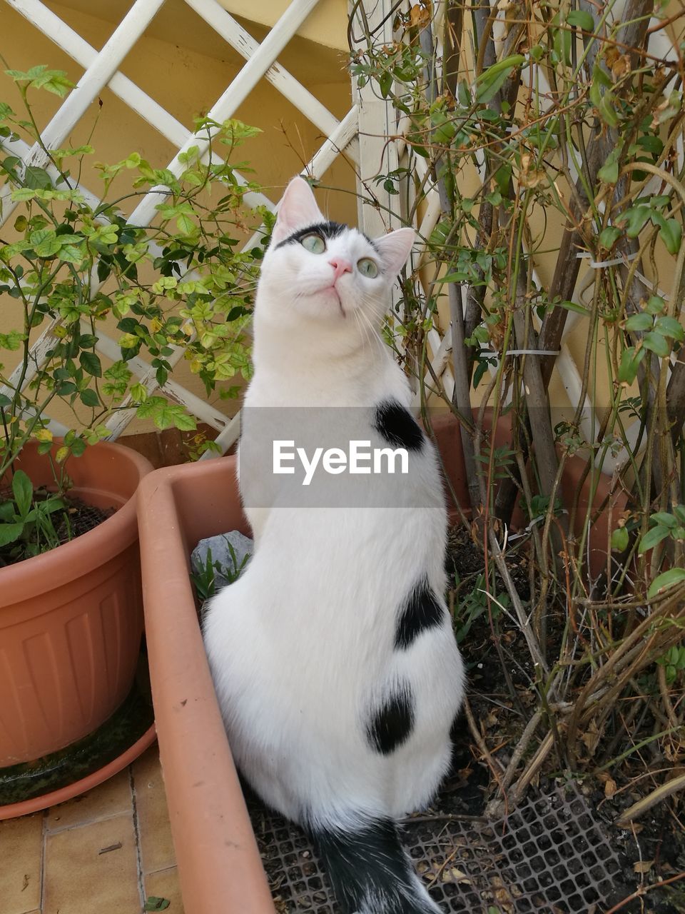 CAT SITTING ON POTTED PLANT