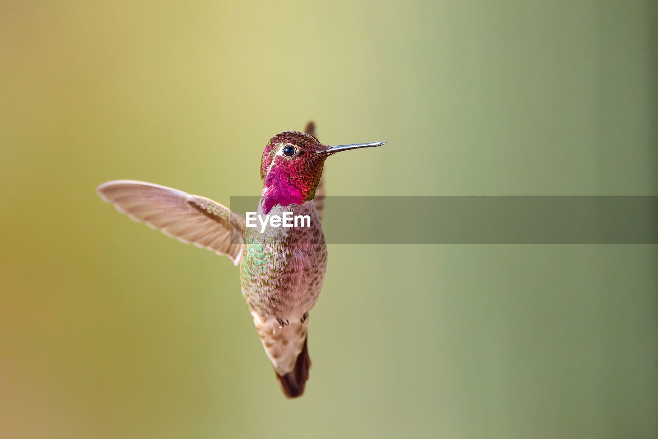 hummingbird, animal themes, bird, animal, animal wildlife, one animal, flying, wildlife, mid-air, macro photography, close-up, beak, no people, hovering, nature, spread wings, animal body part, motion, wing, beauty in nature, full length, colored background, outdoors, day