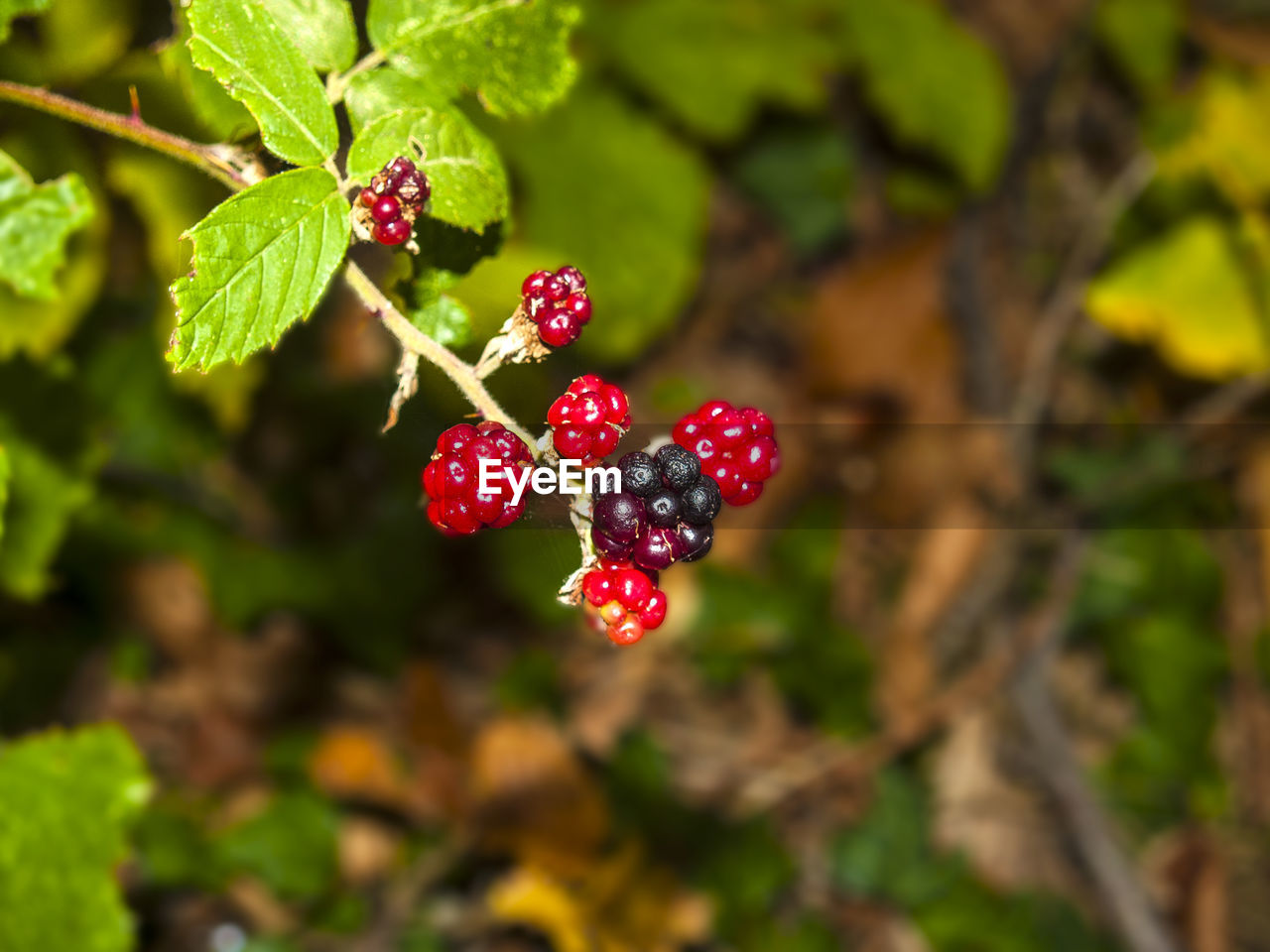 CLOSE-UP OF RASPBERRIES ON TREE