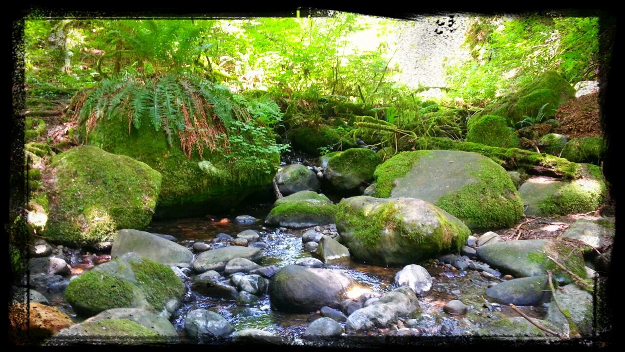 Stream flowing through rocks at forest