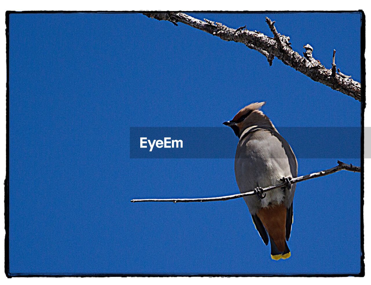 LOW ANGLE VIEW OF BIRD PERCHING ON POLE AGAINST CLEAR BLUE SKY