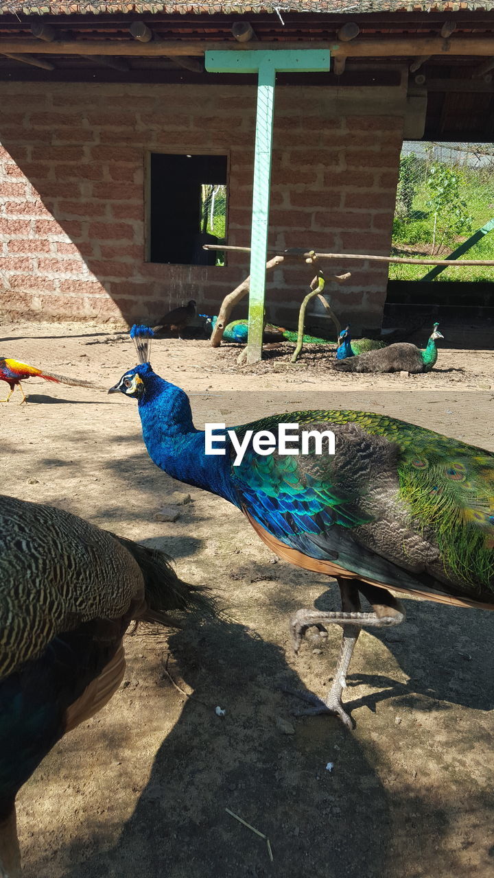 Close-up of peacock perching outdoors