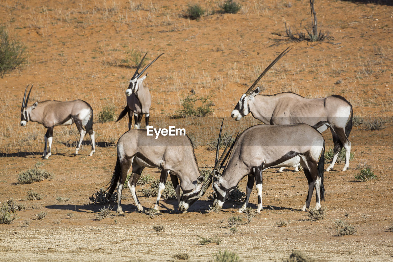 SIDE VIEW OF HORSES ON GROUND