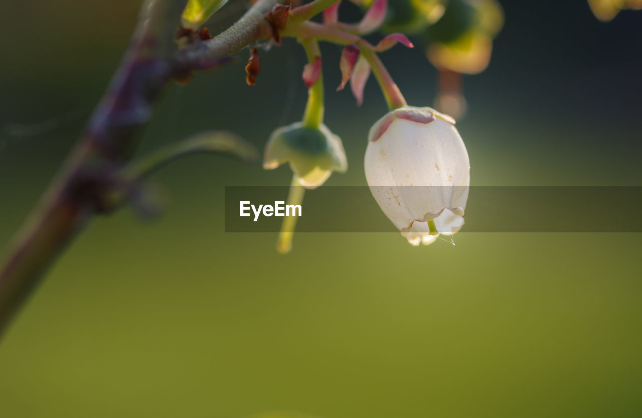 Close-up of raindrops on flower buds