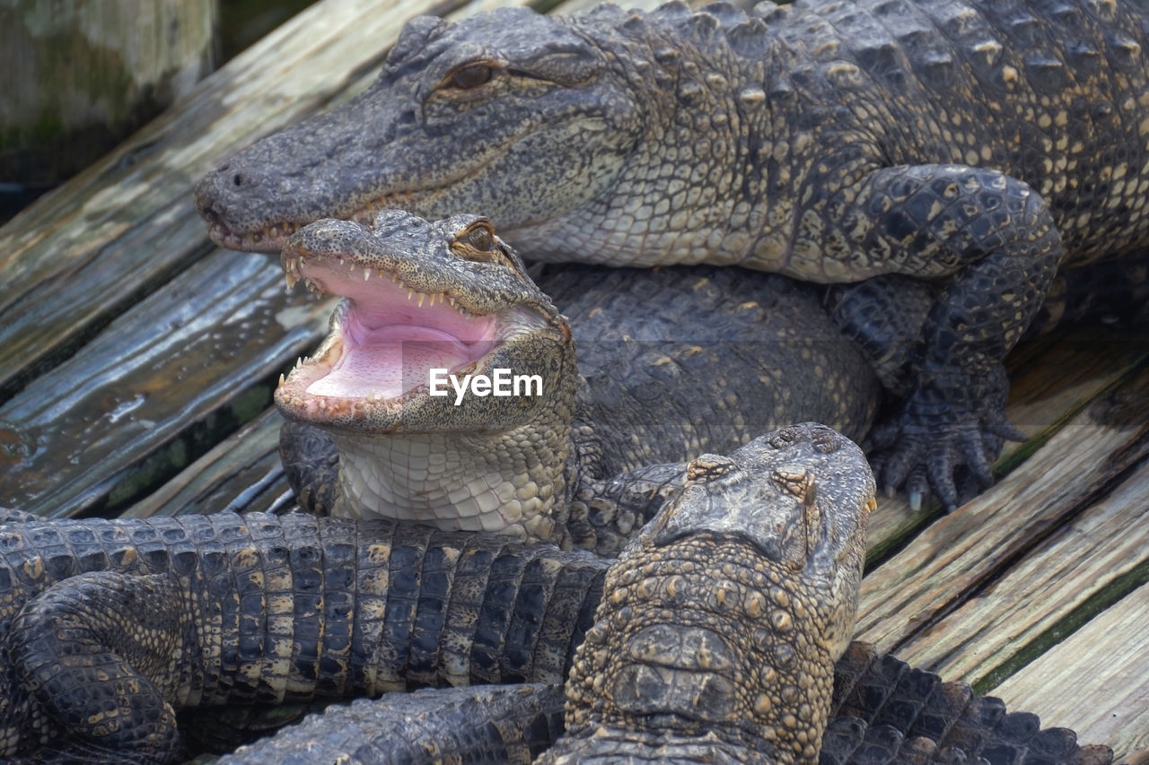 animal themes, animal, animal wildlife, crocodile, wildlife, reptile, mouth open, alligator, one animal, animal body part, no people, animal teeth, nature, day, close-up, water, outdoors, animal mouth, communication, relaxation, animal head, sign