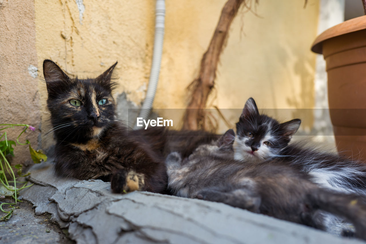 PORTRAIT OF CATS ON THE FLOOR