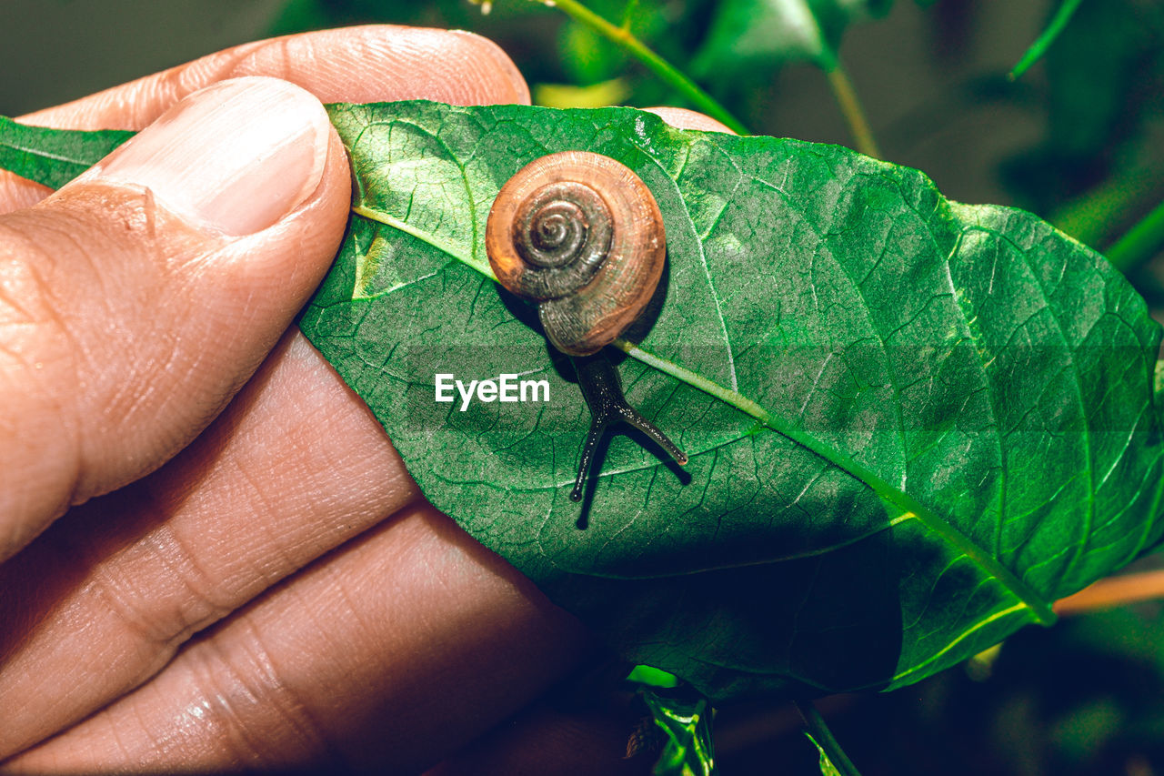 Close-up of snail on hand