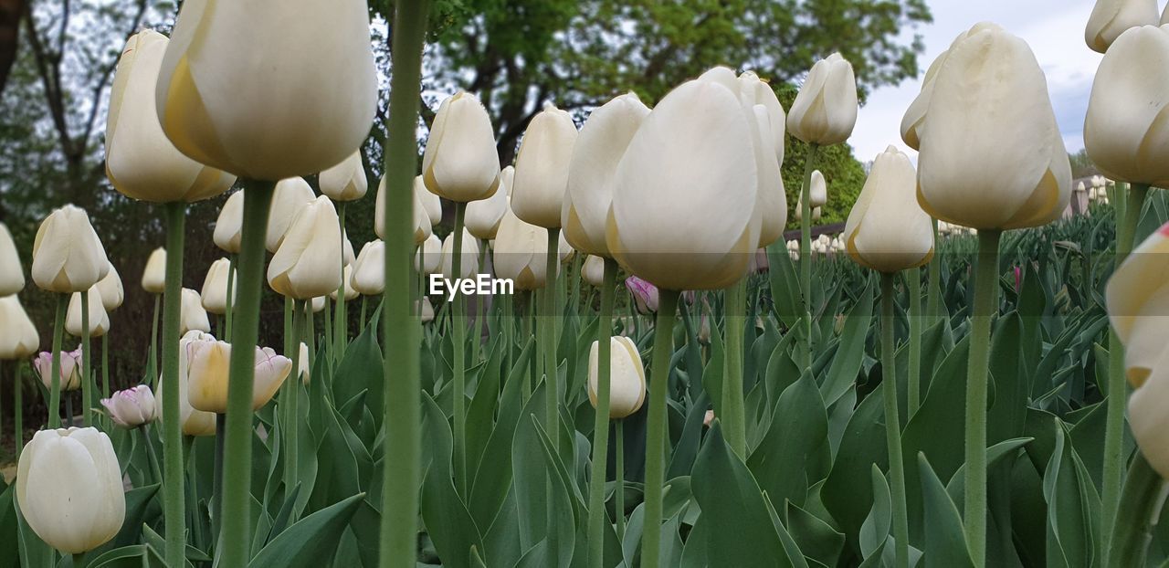 CLOSE-UP OF WHITE TULIPS IN FIELD