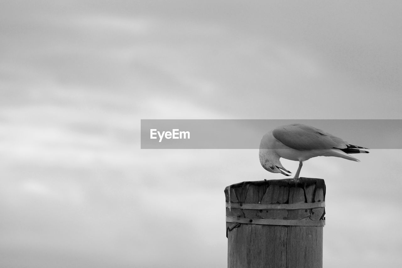 Side view of a bird perched on pole against blurred background