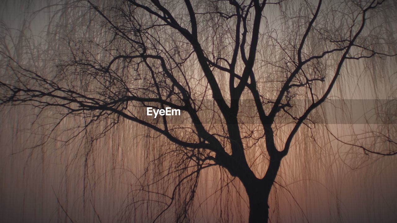 BARE TREE BRANCHES AGAINST SKY