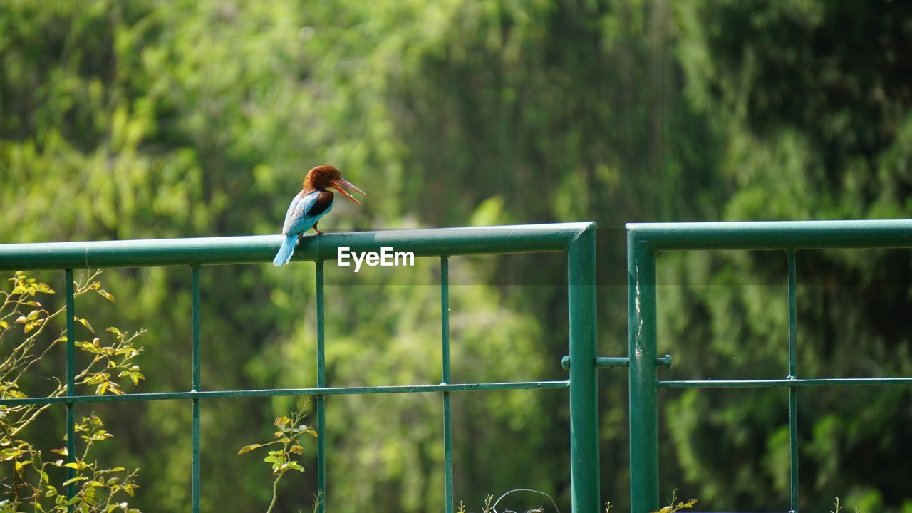 Kingfisher perching on green metal gate against trees