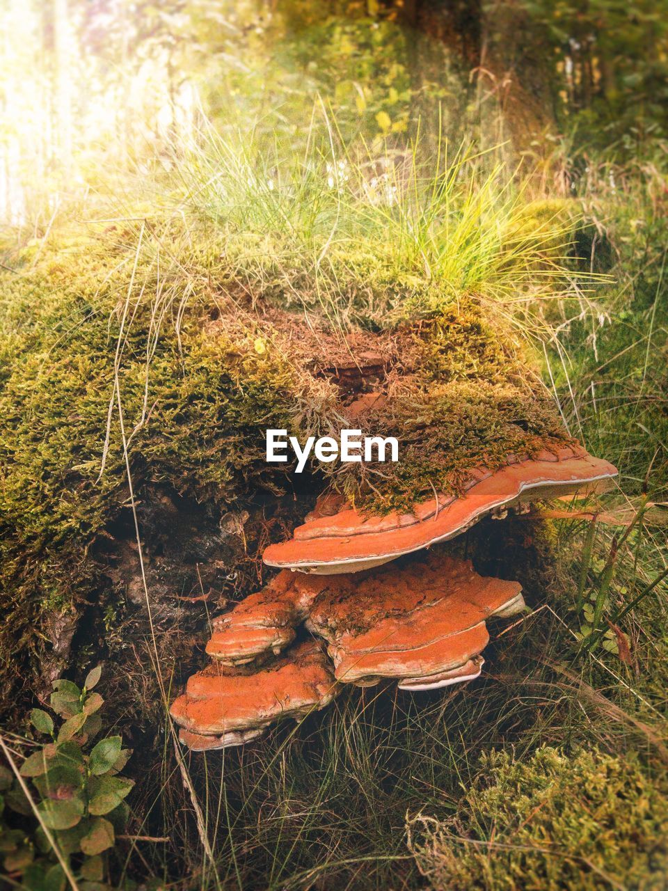 CLOSE-UP OF MUSHROOMS GROWING ON FIELD