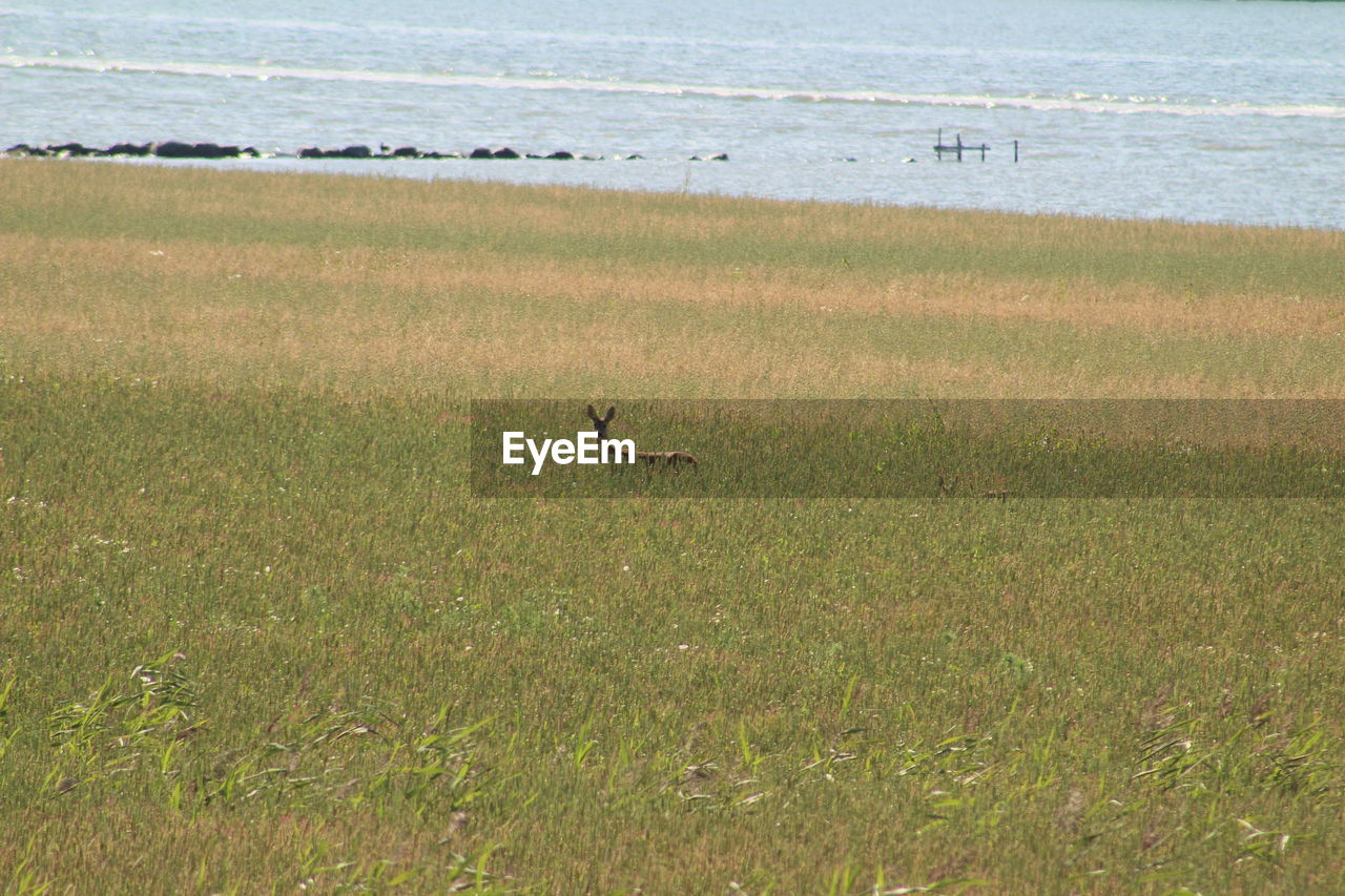 VIEW OF BIRDS ON FIELD