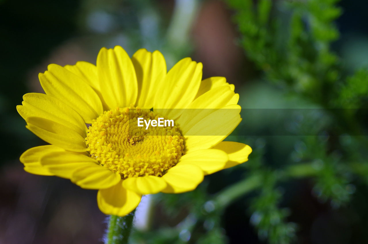 CLOSE-UP OF YELLOW FLOWER AGAINST PLANTS