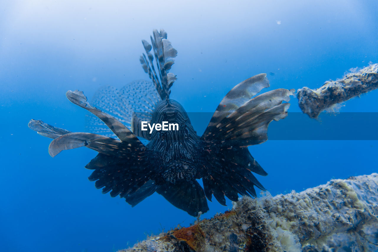 Lion fish while threatening the diver.