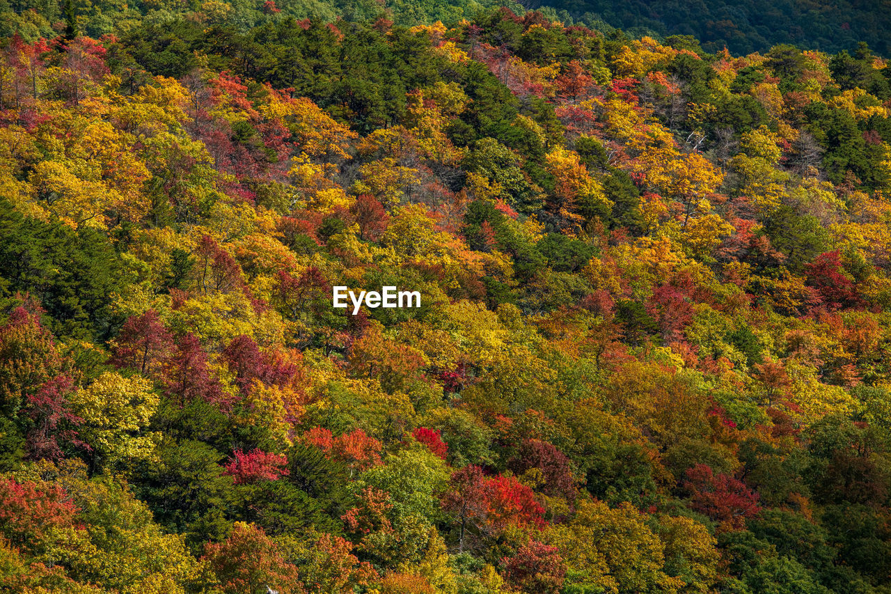 high angle view of trees in forest during autumn