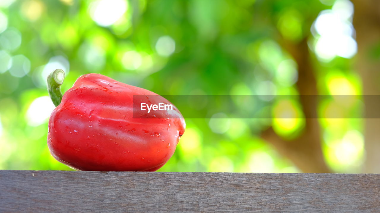 CLOSE-UP OF APPLE ON TREE