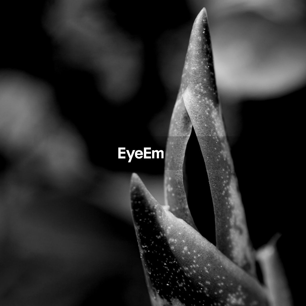 CLOSE-UP OF SUCCULENT PLANT IN METAL