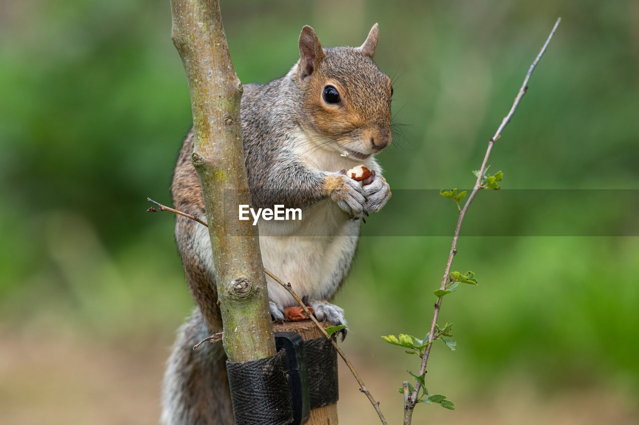 Portrait of an eastern grey squirrel  sitting on a wooden post while eating a nut