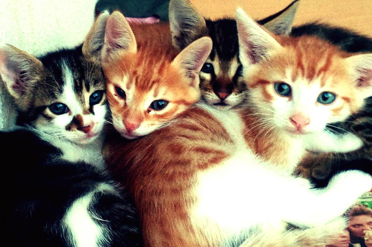 Close-up portrait of kittens outdoors