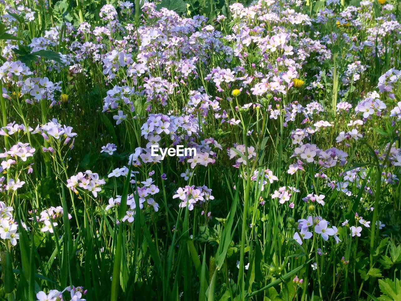 WHITE FLOWERS GROWING ON FIELD