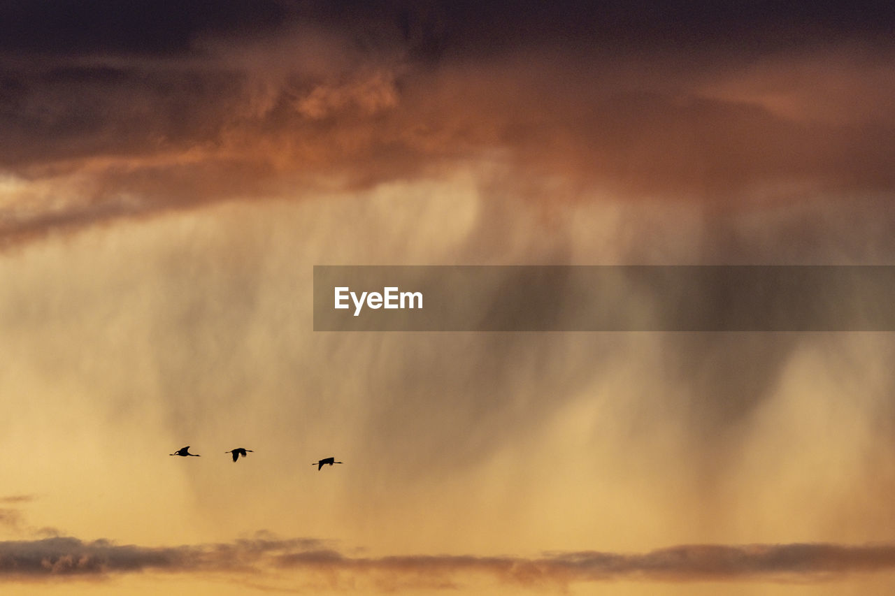 Silhouettes of birds against evening sky