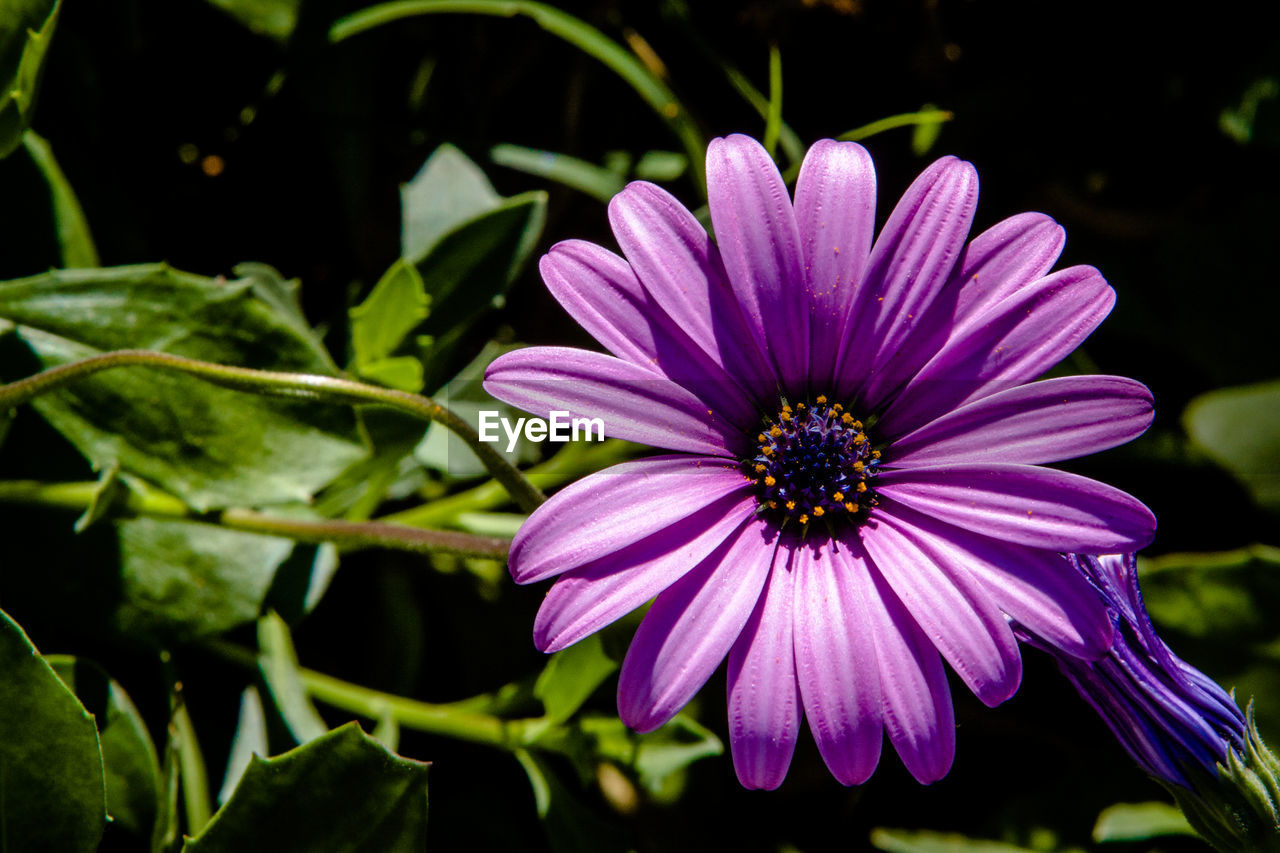 CLOSE-UP OF PURPLE DAISY