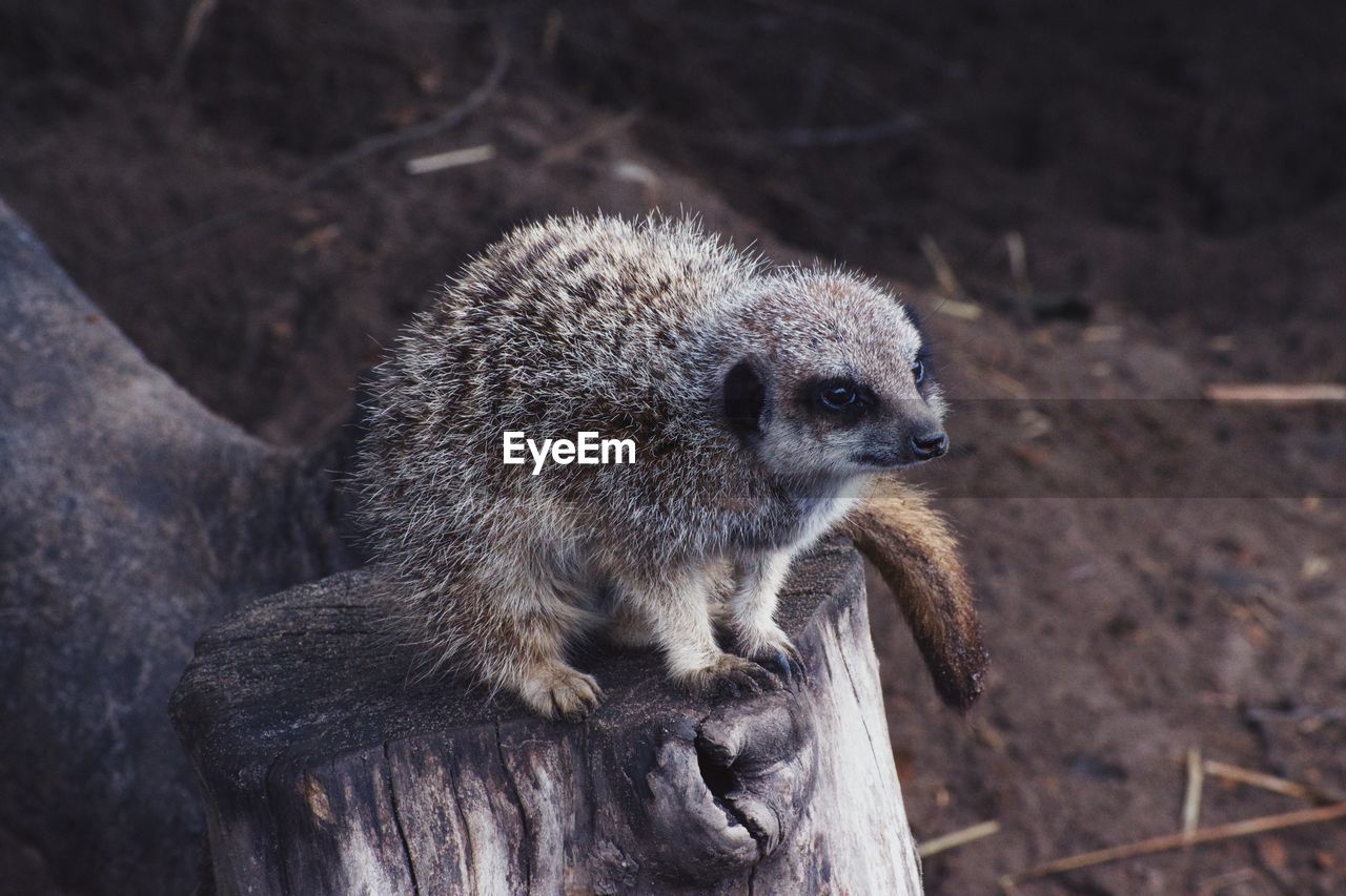 Meerkat on tree stump