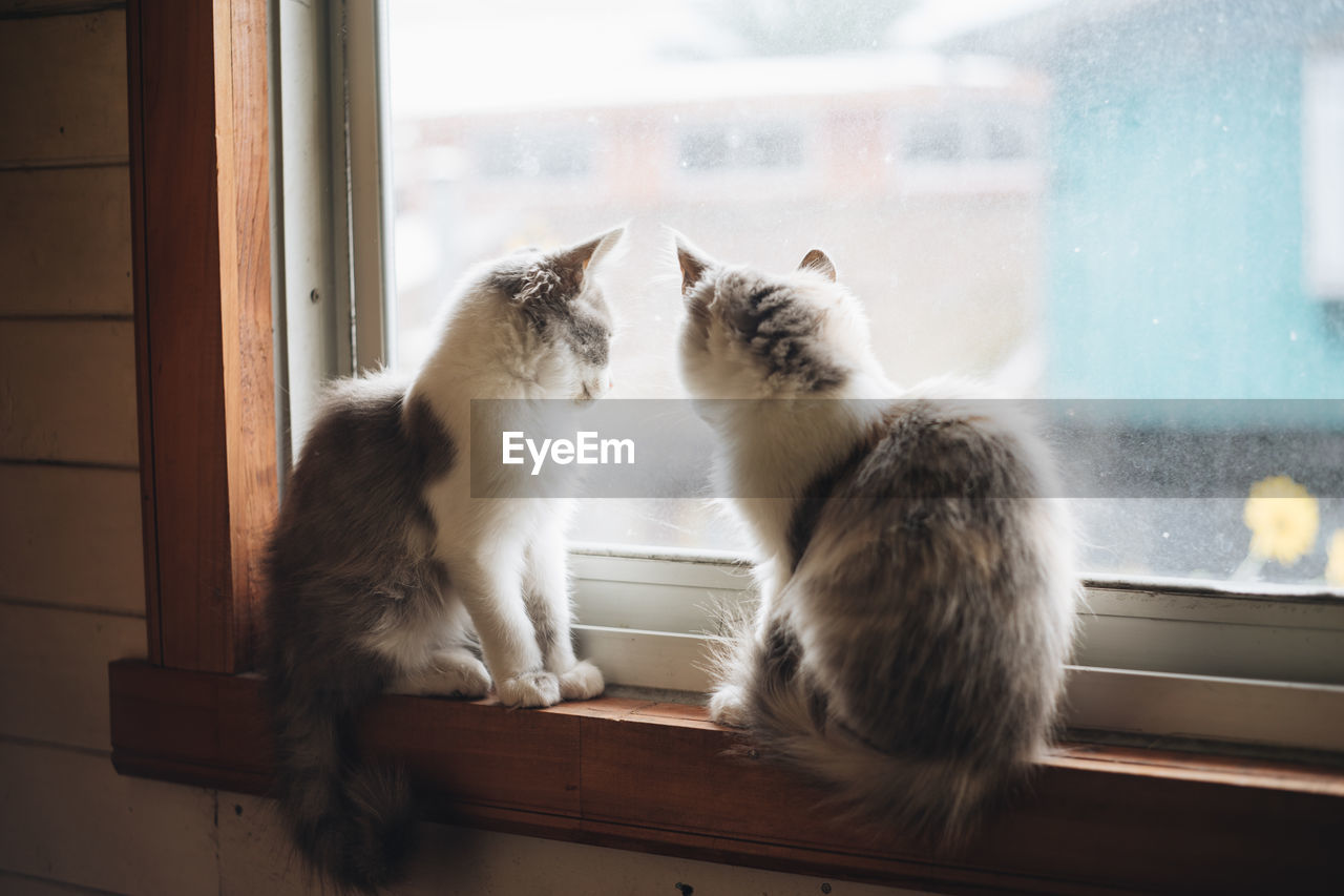 CATS IN A WINDOW