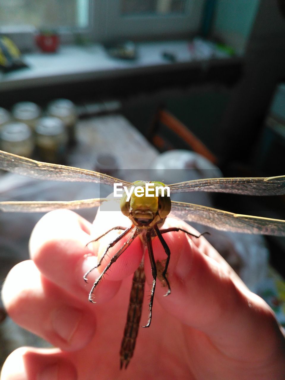 CLOSE-UP OF INSECT ON HAND HOLDING LEAF