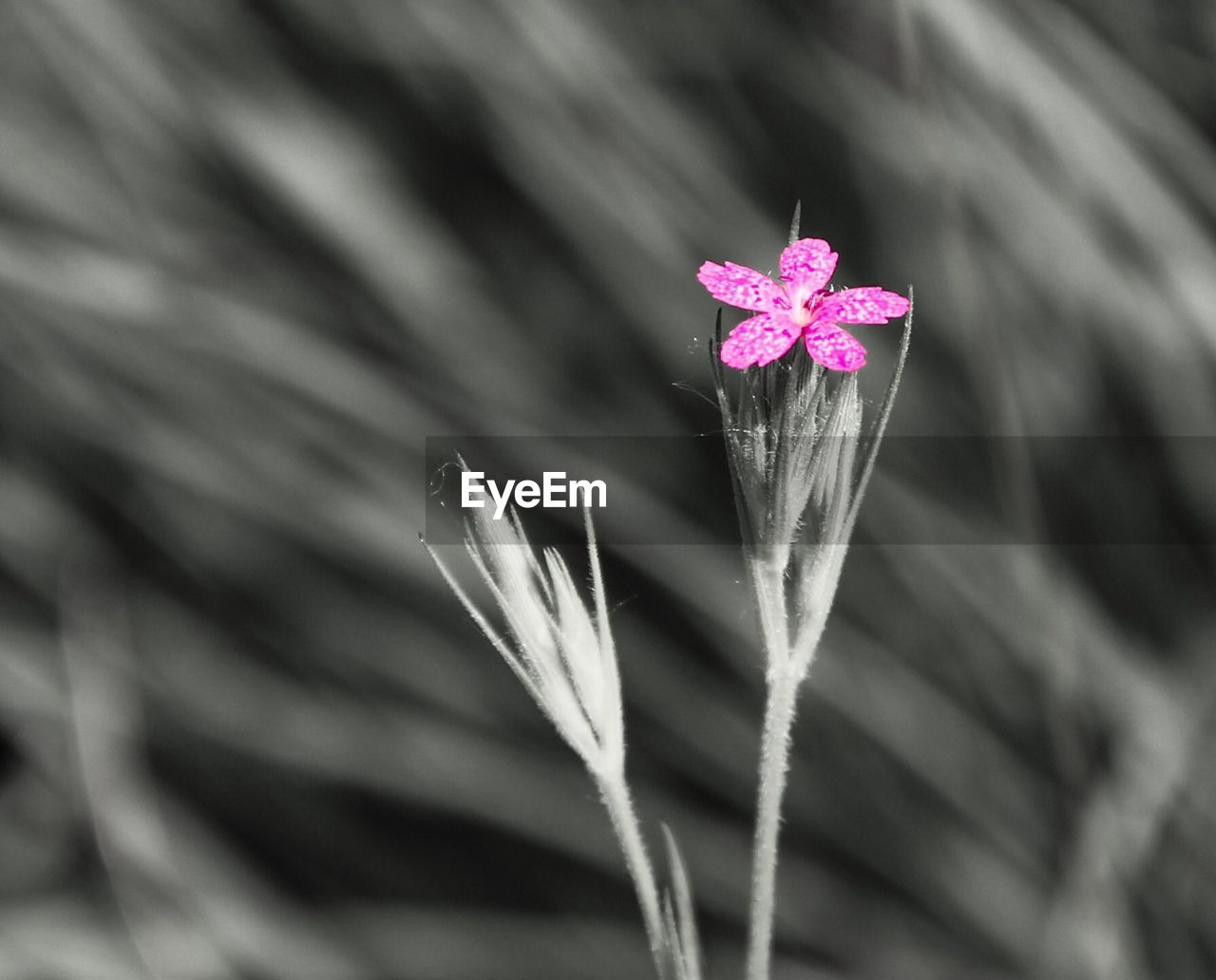 CLOSE-UP OF PINK FLOWERS BLOOMING