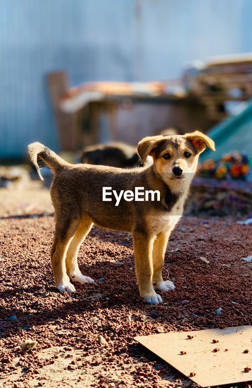 PORTRAIT OF PUPPY ON THE GROUND