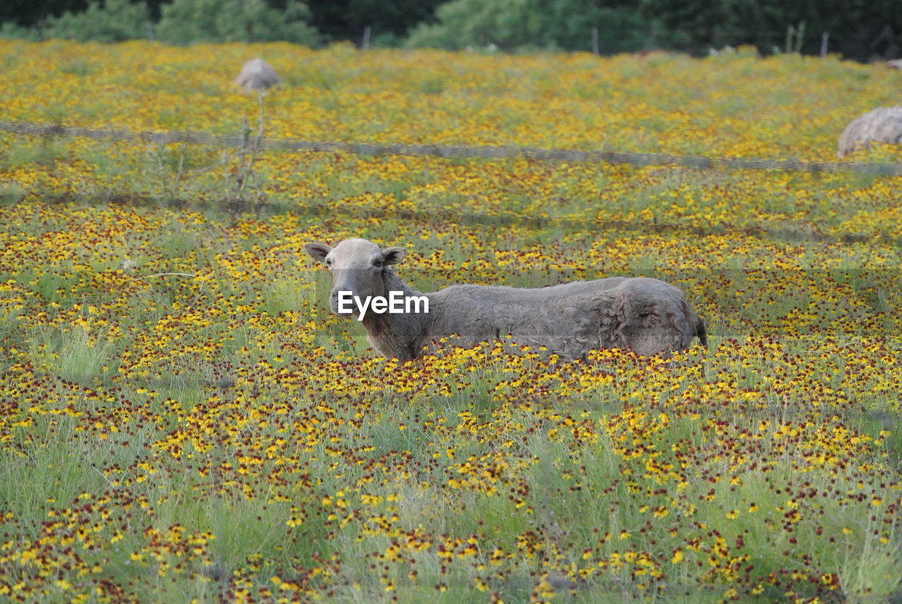 Sheep in a field of flowers