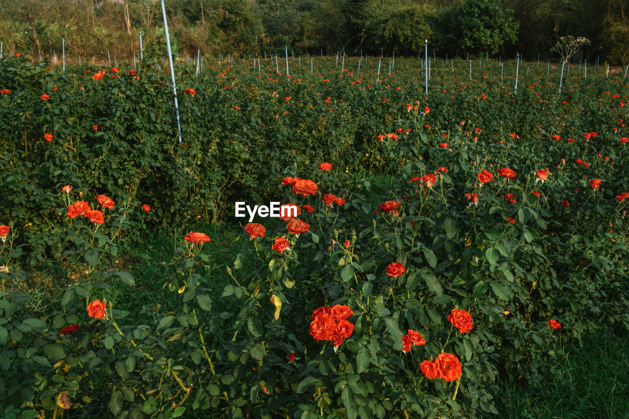 RED POPPY FLOWERS IN FIELD