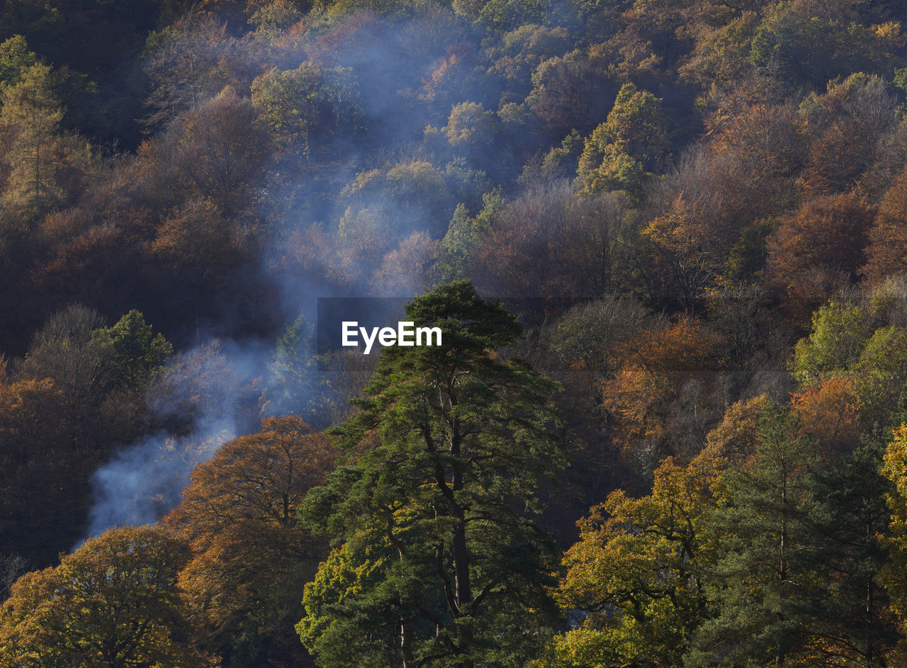 Full frame shot of trees during autumn in foggy weather