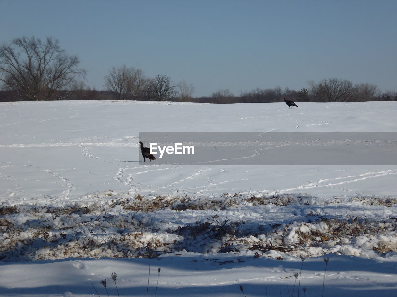 BIRD FLYING OVER FROZEN LAKE AGAINST CLEAR SKY