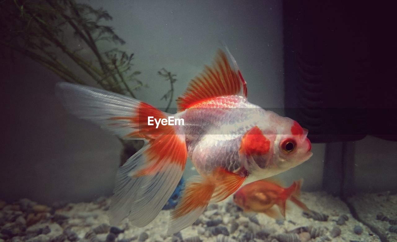 CLOSE-UP OF FISH UNDERWATER