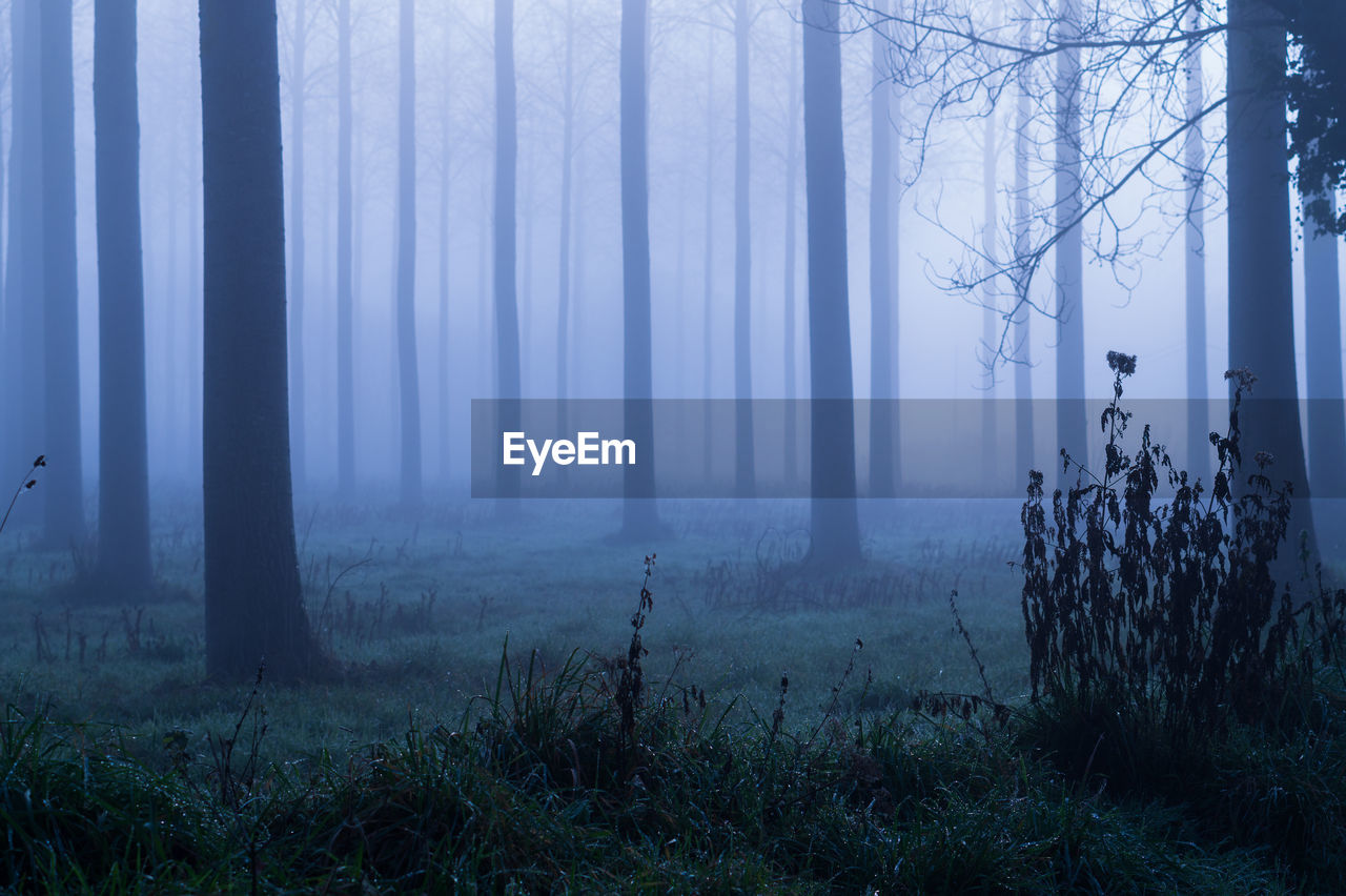 Trees on field in forest