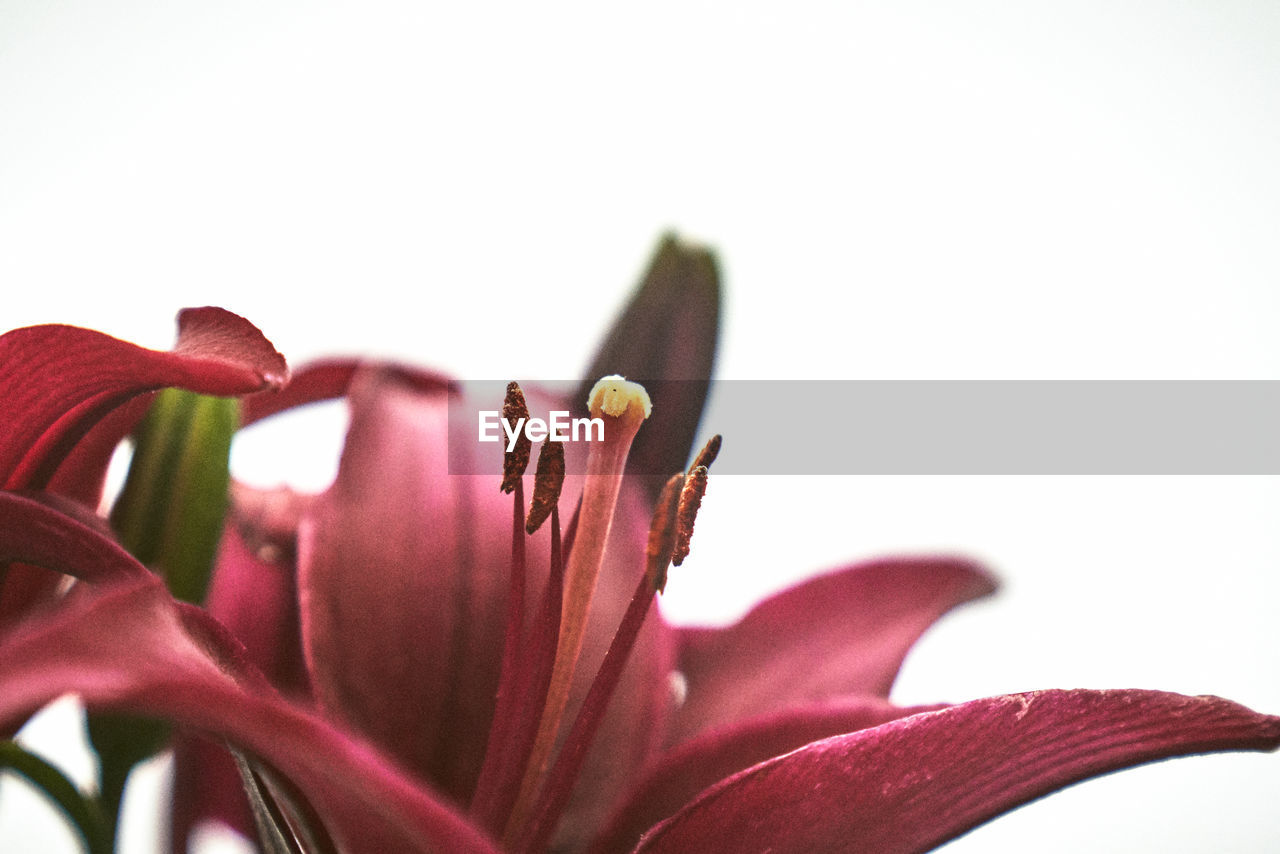 CLOSE-UP OF PURPLE LILY BLOOMING ON WHITE FLOWER