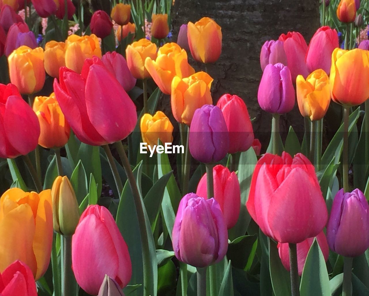 CLOSE-UP OF MULTI COLORED TULIPS