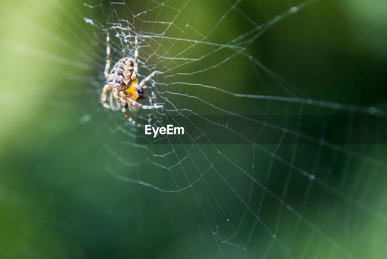 Close-up of spider on web