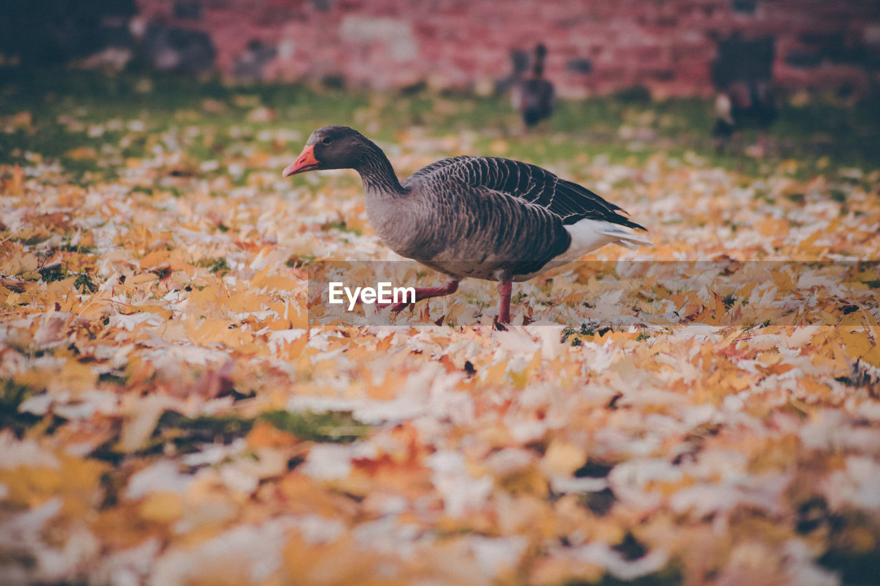 Bird on field during autumn