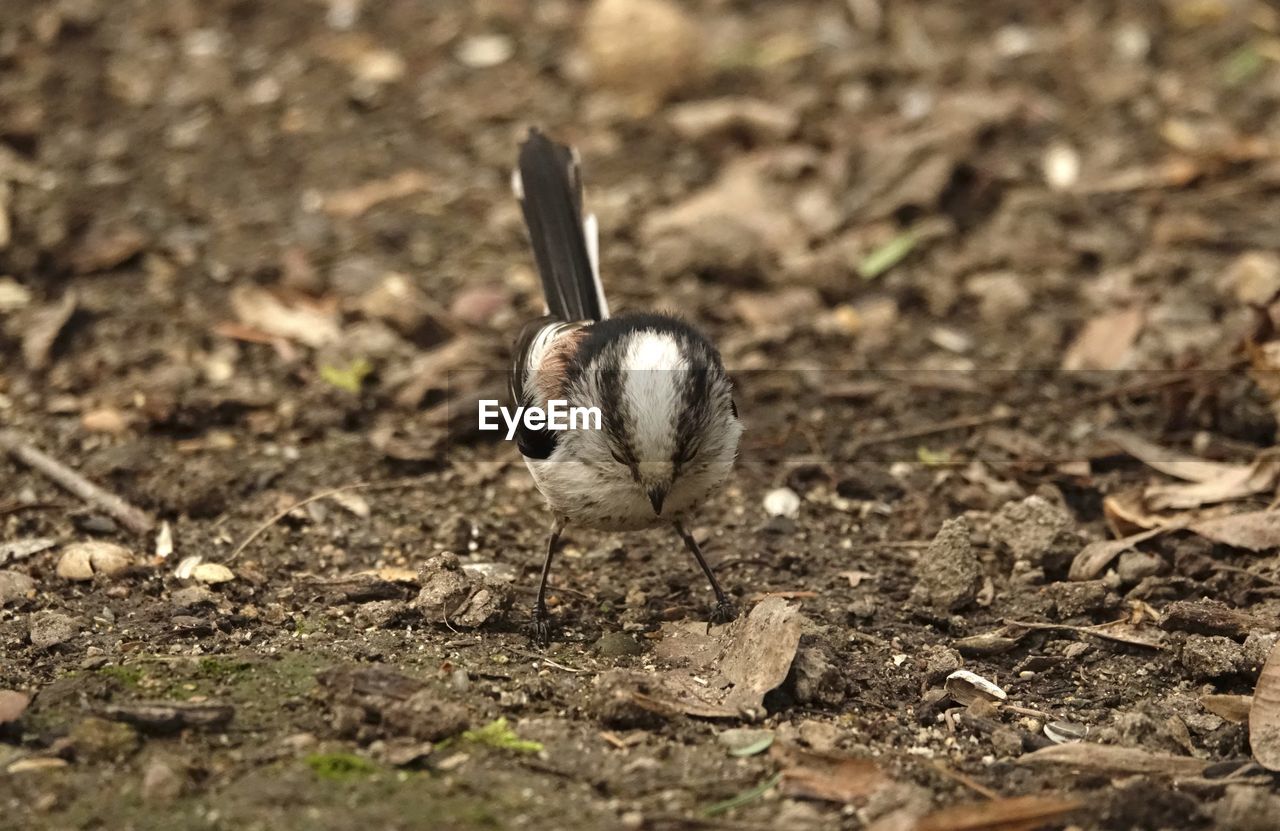 CLOSE-UP OF BIRD ON LAND