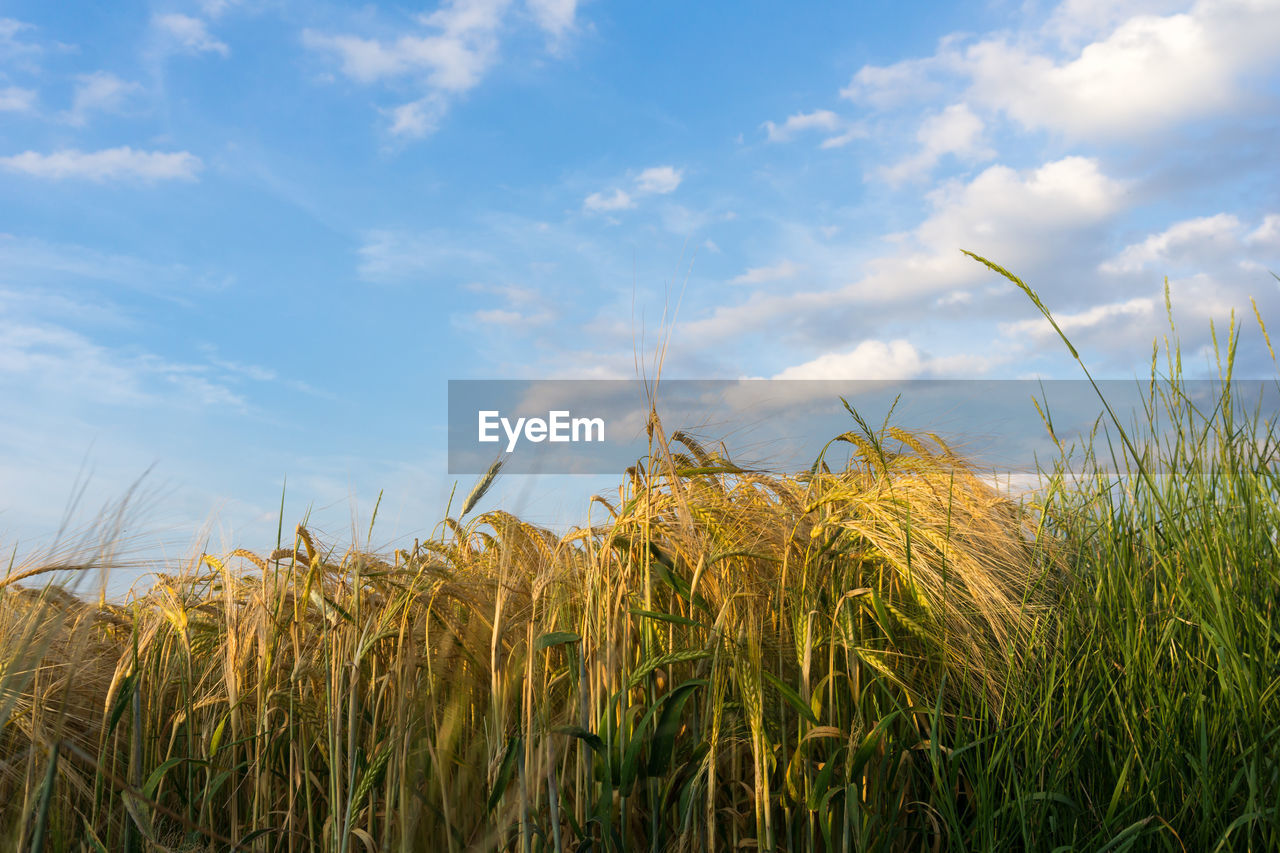 Close-up of wheat growing on field against sky