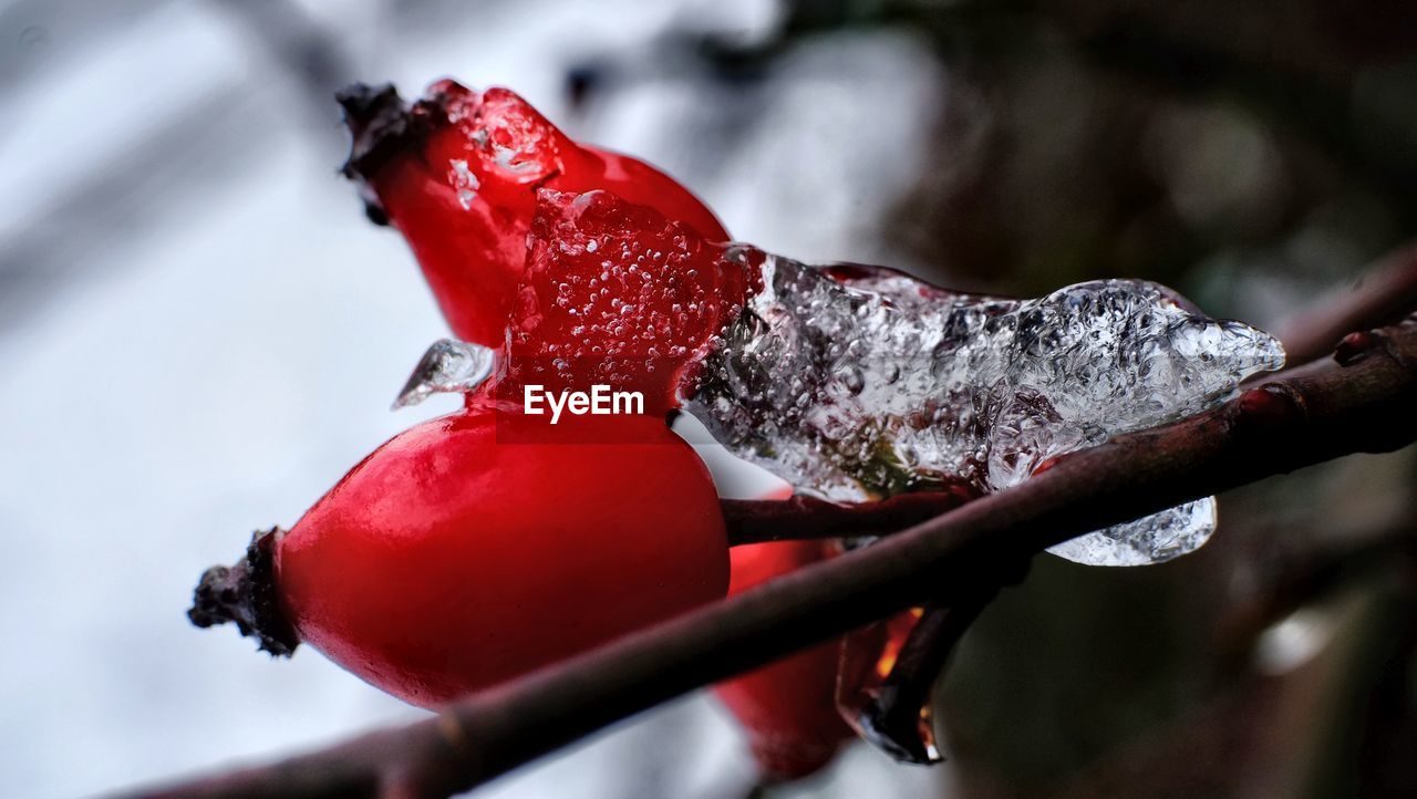 Rose hip on ice