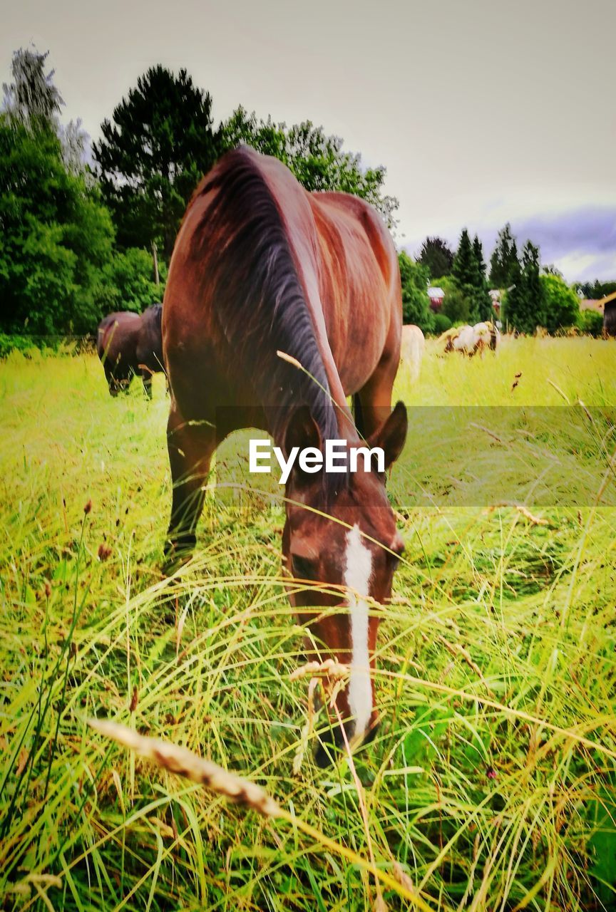 HORSE GRAZING IN FIELD