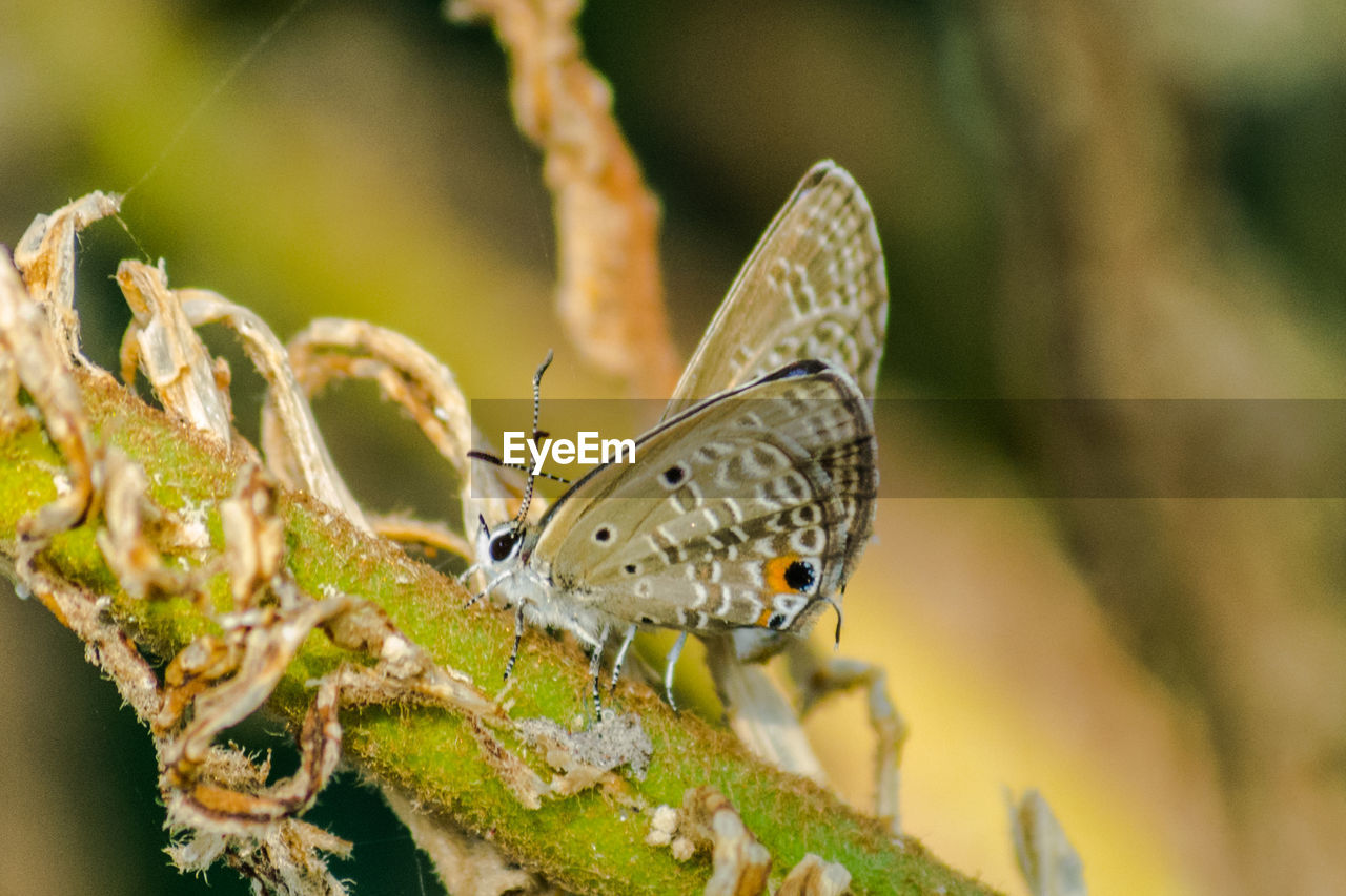 Close-up of butterfly perching on plant