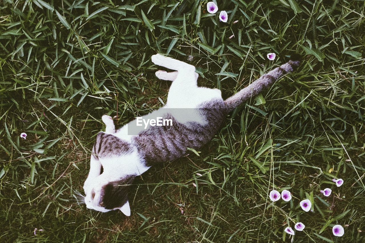 HIGH ANGLE VIEW OF CAT LYING ON GRASS